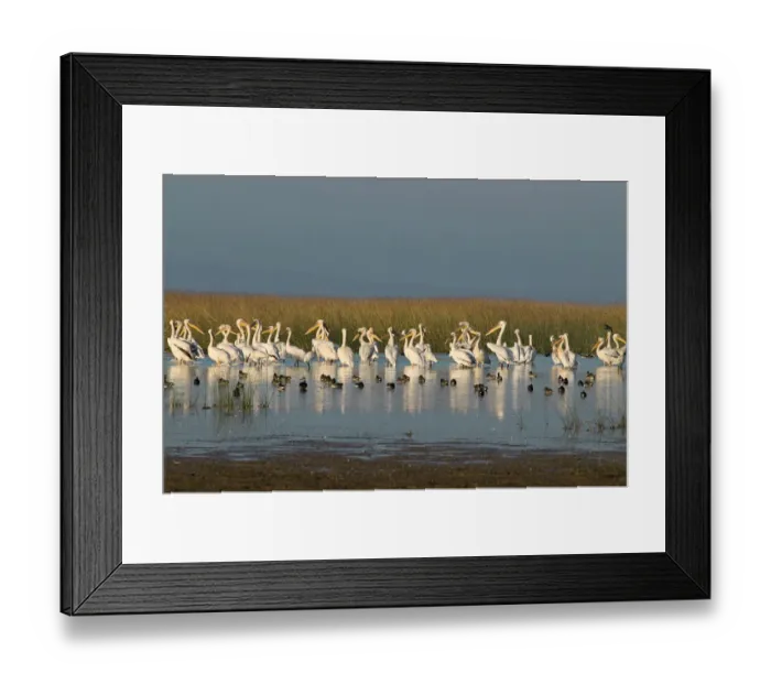 Framed Print : Great / Eastern white pelican (Pelecanus onocrotalus) and Common Teal (Anas crecca) Framed Print : Great / Eastern white pelican (Pelecanus onocrotalus) and Common Teal (Anas crecca)