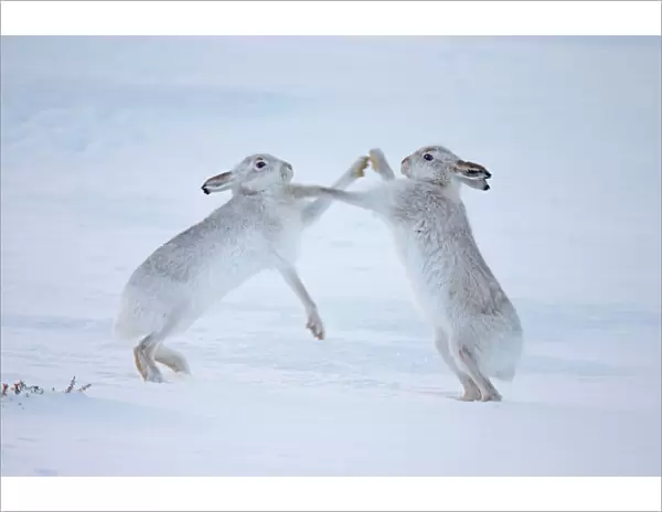 Mountain hares (Lepus timidus) boxing in snow, Scotland, UK, December
