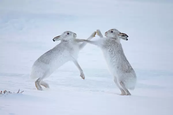 Mountain hares (Lepus timidus) boxing in snow, Scotland, UK, December