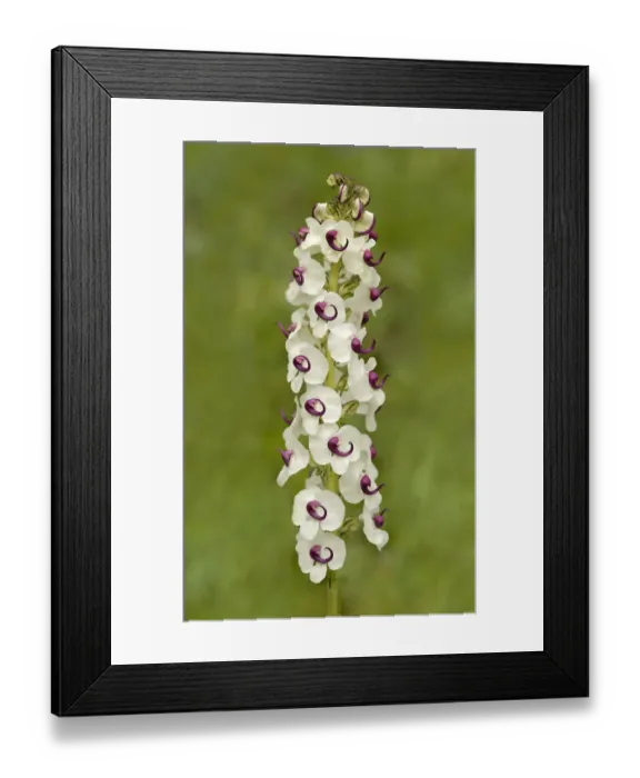 Framed Print : Lousewort (Pedicularis oxycarpa), a hemi-parasite on grass Framed Print : Lousewort (Pedicularis oxycarpa), a hemi-parasite on grass