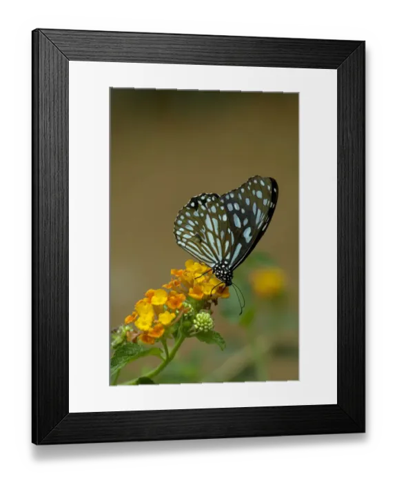 Framed Print : Blue tiger (Tirumala limniace) butterfly nectaring on Lantana (Lantana sp). Yunnan Province, China