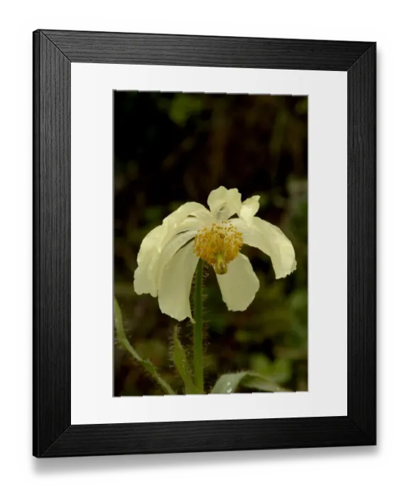 Framed Print : Poppywort (Meconopsis pseudointegrifolia). Yunnan Province, China Framed Print : Poppywort (Meconopsis pseudointegrifolia). Yunnan Province, China