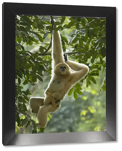 Northern white cheeked gibbon (Nomascus leucogenys) female hanging from tree with