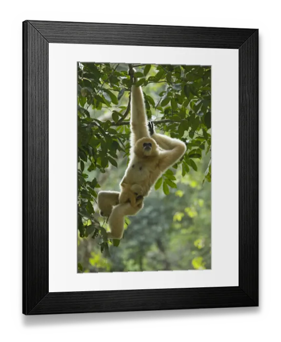 Framed Print : Northern white cheeked gibbon (Nomascus leucogenys) female hanging from tree with Framed Print : Northern white cheeked gibbon (Nomascus leucogenys) female hanging from tree with