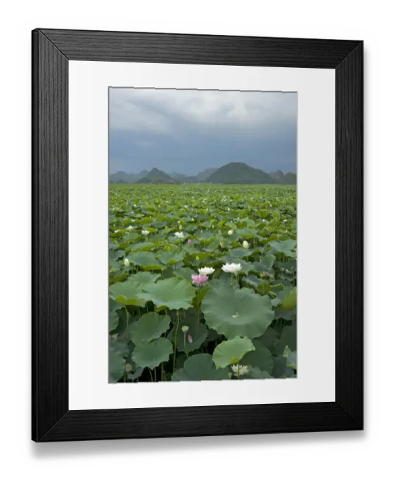 Framed Print : Sacred lotus (Nelumbo nucifera) flowering in Puzhehai Lake with peaks in background Framed Print : Sacred lotus (Nelumbo nucifera) flowering in Puzhehai Lake with peaks in background