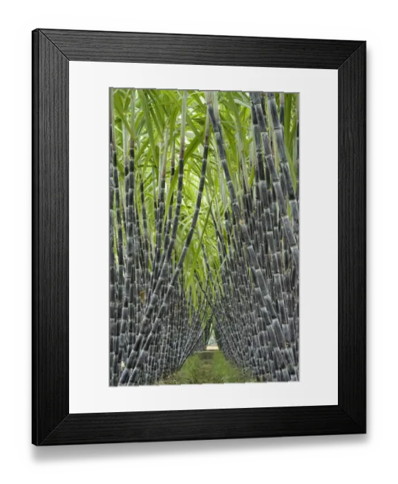 Framed Print : Black sugar cane (Saccharum officinarum) cultivated for sucrose in the stem, obtained by crushing Framed Print : Black sugar cane (Saccharum officinarum) cultivated for sucrose in the stem, obtained by crushing