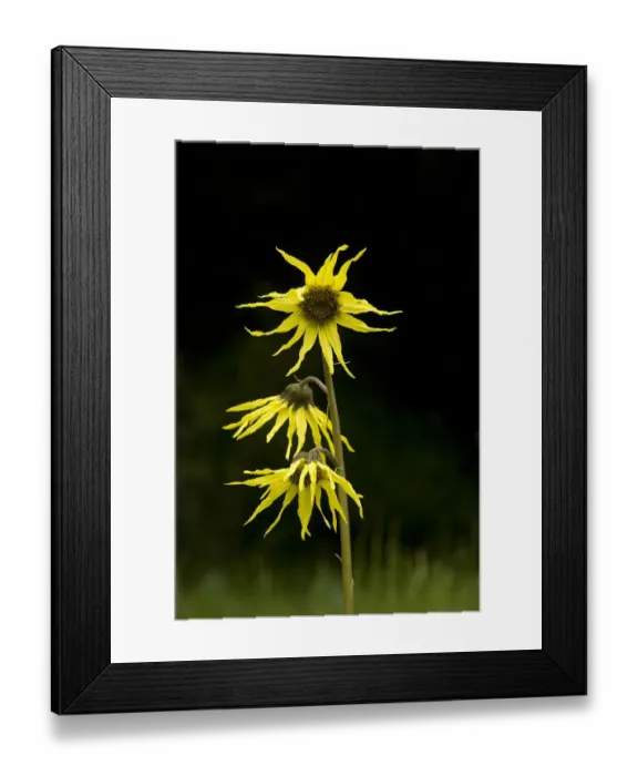Framed Print : Cremanthodium (Cremanthodium brunneopilosum). In wet meadow between Barkham and Ruo Er Gai Framed Print : Cremanthodium (Cremanthodium brunneopilosum). In wet meadow between Barkham and Ruo Er Gai