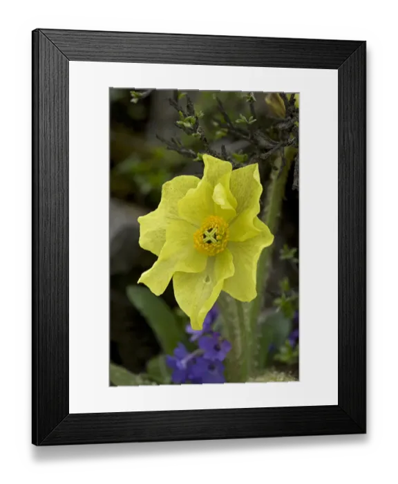 Framed Print : Yellow lampshade poppy / Yellow poppywort (Meconopsis integrifolia) after rainfall Framed Print : Yellow lampshade poppy / Yellow poppywort (Meconopsis integrifolia) after rainfall