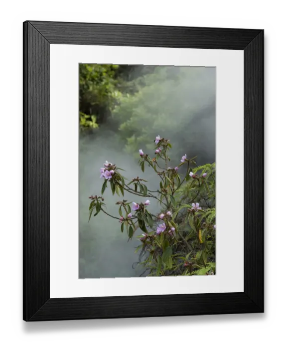 Framed Print : Melastome (Melastoma polyanthum) flowering in forest, steamy from thermal spring. Tengchong Framed Print : Melastome (Melastoma polyanthum) flowering in forest, steamy from thermal spring. Tengchong
