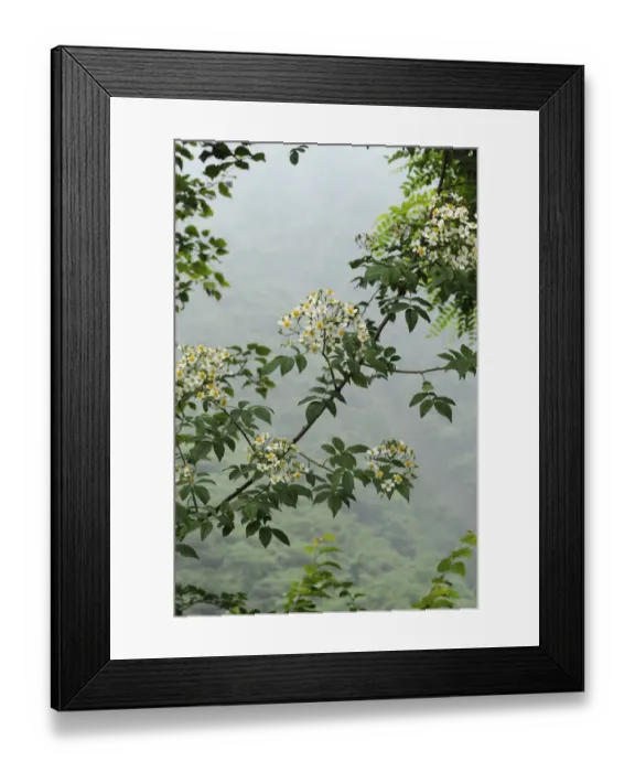Framed Print : Climbing rose (Rosa filipes) flowering in misty forest. Wolong, Sichuan Province, China Framed Print : Climbing rose (Rosa filipes) flowering in misty forest. Wolong, Sichuan Province, China