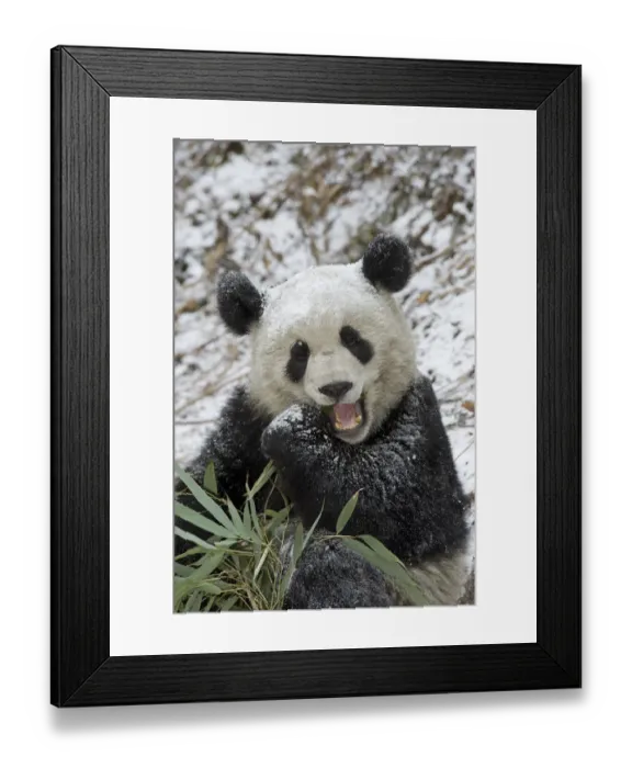 Framed Print : Giant panda (Ailuropoda melanoleuca) dusted with snow eating Bamboo. In natural enclosure Framed Print : Giant panda (Ailuropoda melanoleuca) dusted with snow eating Bamboo. In natural enclosure