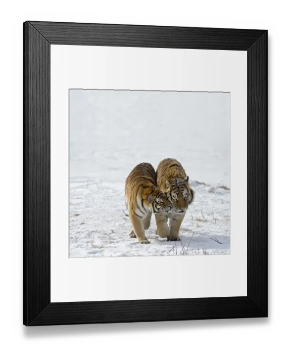 Framed Print : Amur / Siberian tigers (Panthera tigris altaica) pair nuzzling each other in snow Framed Print : Amur / Siberian tigers (Panthera tigris altaica) pair nuzzling each other in snow