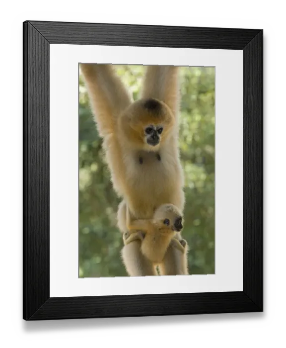 Framed Print : Chinese white cheeked gibbon (Nomascus leucogenys) female hanging, carrying baby aged two weeks Framed Print : Chinese white cheeked gibbon (Nomascus leucogenys) female hanging, carrying baby aged two weeks