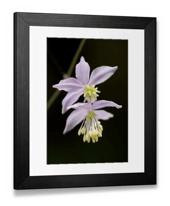 Framed Print : Chinese meadow-rue (Thalictrum delavayi) flowers Framed Print : Chinese meadow-rue (Thalictrum delavayi) flowers
