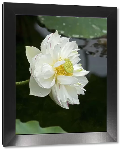 Sacred lotus (Nelumbo nucifera) flower with circular receptacle with raised stigmas