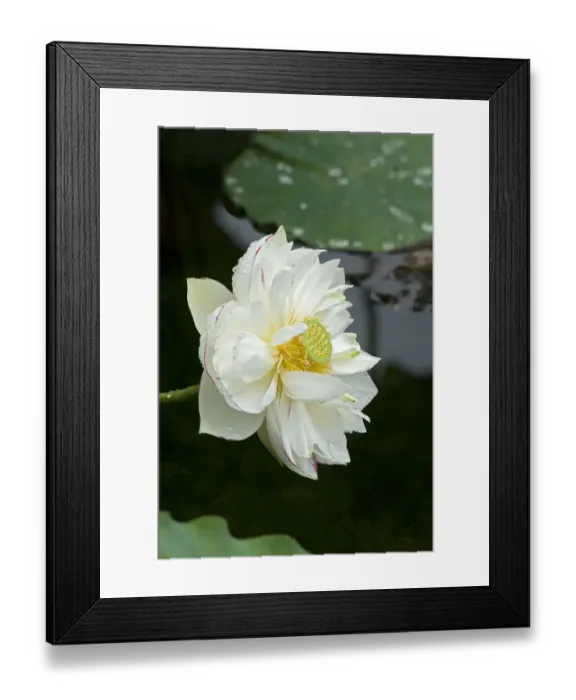 Framed Print : Sacred lotus (Nelumbo nucifera) flower with circular receptacle with raised stigmas Framed Print : Sacred lotus (Nelumbo nucifera) flower with circular receptacle with raised stigmas