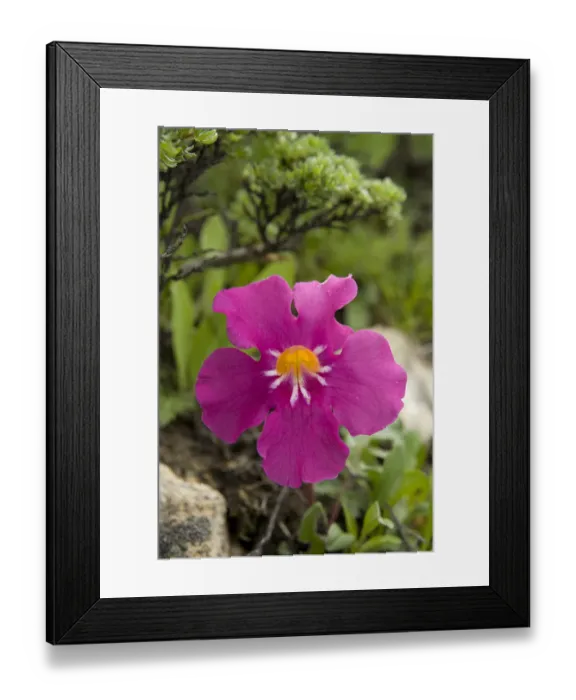 Framed Print : Incarvillea (Incarvillea compacta) with raindrops on petals. Near Zhedou Shan Pass Framed Print : Incarvillea (Incarvillea compacta) with raindrops on petals. Near Zhedou Shan Pass