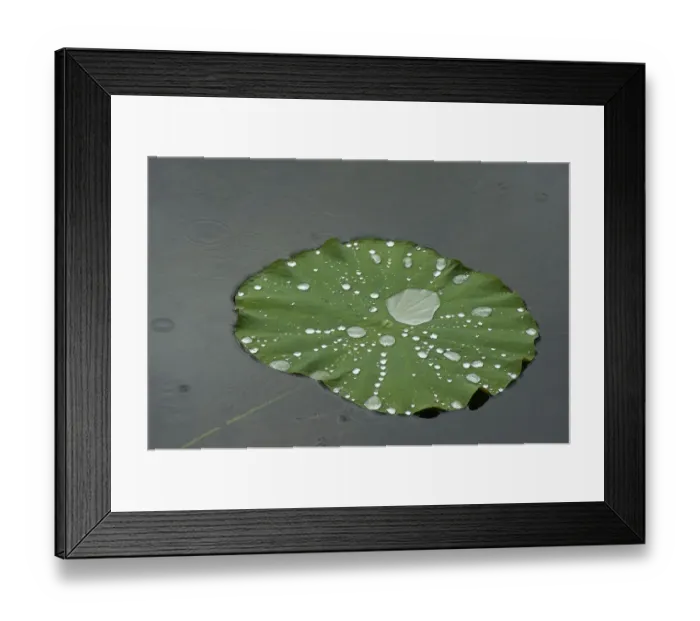 Framed Print : Raindrops on Sacred lotus (Nelumbo nucifera) lily pad Framed Print : Raindrops on Sacred lotus (Nelumbo nucifera) lily pad