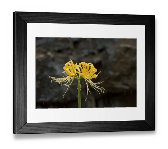 Framed Print : Golden spider lily (Lycoris aurea) in rain Framed Print : Golden spider lily (Lycoris aurea) in rain
