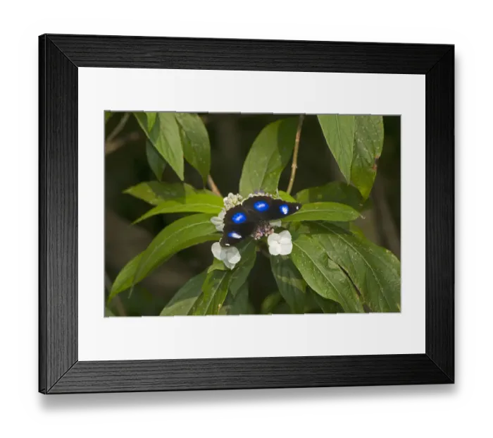 Framed Print : Great eggfly (Hypolimnas bolina) butterfly male nectaring on Rough-leaved hydrangea Framed Print : Great eggfly (Hypolimnas bolina) butterfly male nectaring on Rough-leaved hydrangea