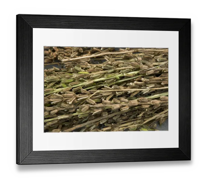 Framed Print : Sesame (Sesamum indicum), dried seed pods ready for seed harvesting. Sichuan Province, China Framed Print : Sesame (Sesamum indicum), dried seed pods ready for seed harvesting. Sichuan Province, China