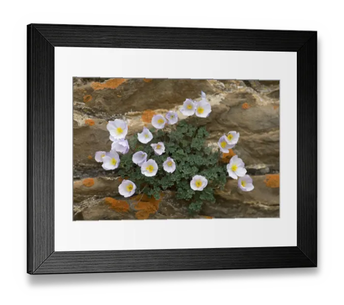 Framed Print : Paraquilegia (Paraquilegia microphylla) growing in rock fissures with crustose lichen Framed Print : Paraquilegia (Paraquilegia microphylla) growing in rock fissures with crustose lichen