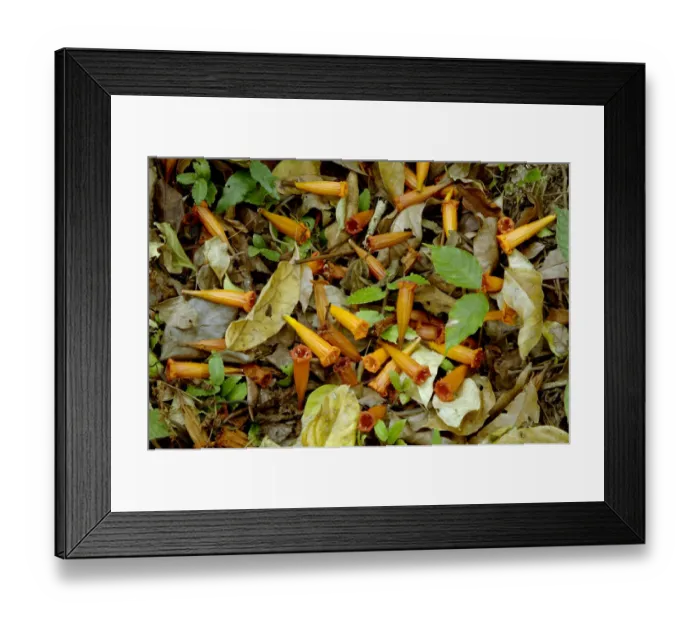 Framed Print : Flowers and leaves on forest floor. Xishuangbanna National Nature Reserve, Yunnan, China Framed Print : Flowers and leaves on forest floor. Xishuangbanna National Nature Reserve, Yunnan, China