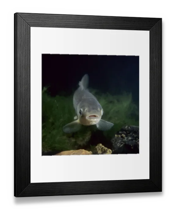 Framed Print : Chinese grass carp / White amur (Ctenopharyngodon idella), farmed for food in China Framed Print : Chinese grass carp / White amur (Ctenopharyngodon idella), farmed for food in China