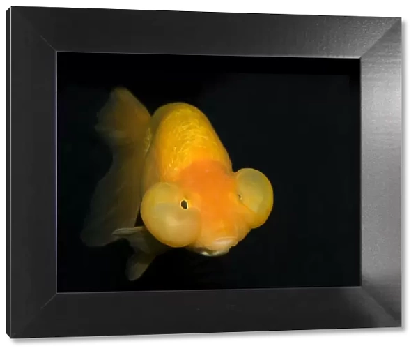 Bubble eye goldfish (Carassius auratus) with upward pointing eyes and two large fluid-filled sacs