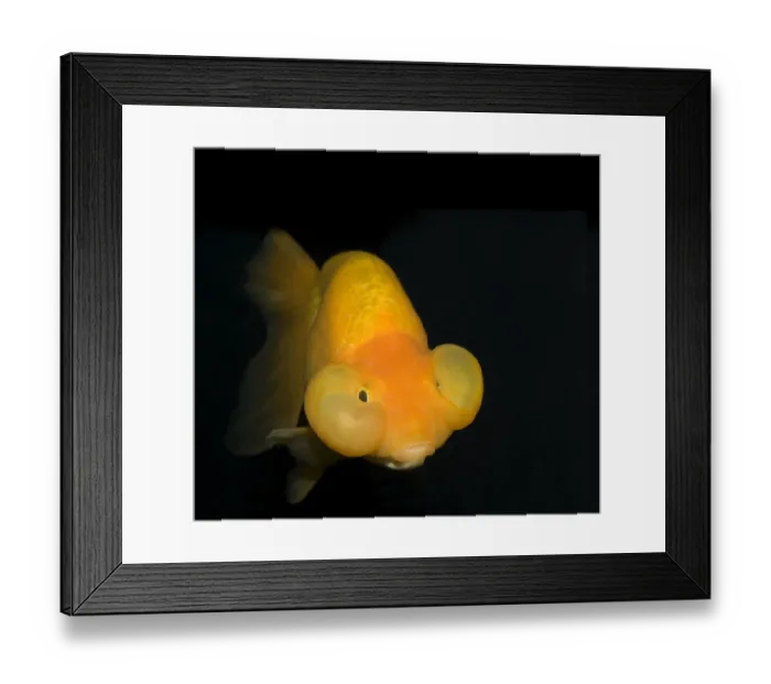 Framed Print : Bubble eye goldfish (Carassius auratus) with upward pointing eyes and two large fluid-filled sacs Framed Print : Bubble eye goldfish (Carassius auratus) with upward pointing eyes and two large fluid-filled sacs