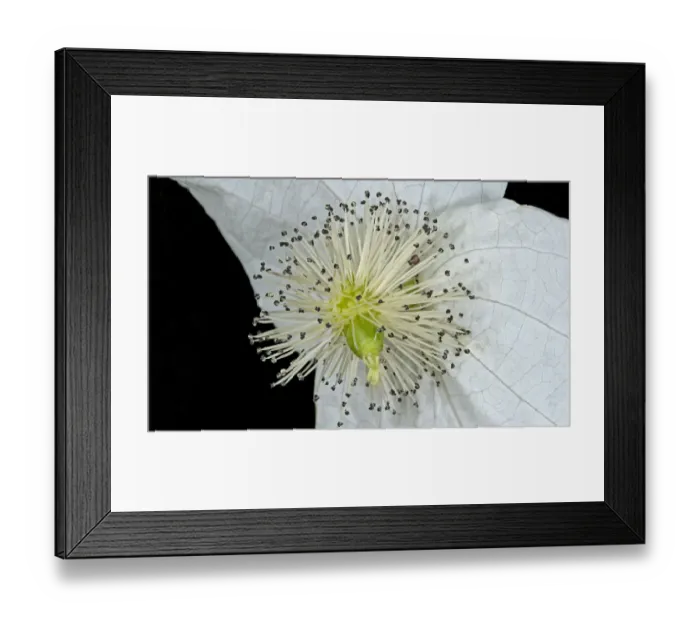 Framed Print : Handkerchief / Dove tree (Davidia involucrata) inflorescence, stamens with green ovary Framed Print : Handkerchief / Dove tree (Davidia involucrata) inflorescence, stamens with green ovary