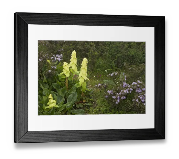 Framed Print : Alexanders rhubarb (Rheum alexandrae) and Dwarf purple rhododendron (Rhododendron Framed Print : Alexanders rhubarb (Rheum alexandrae) and Dwarf purple rhododendron (Rhododendron