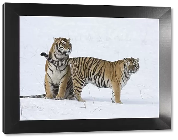 Amur  /  Siberian tiger (Panthera tigris altaica) pair in courtship, in snow. Captive in tiger park