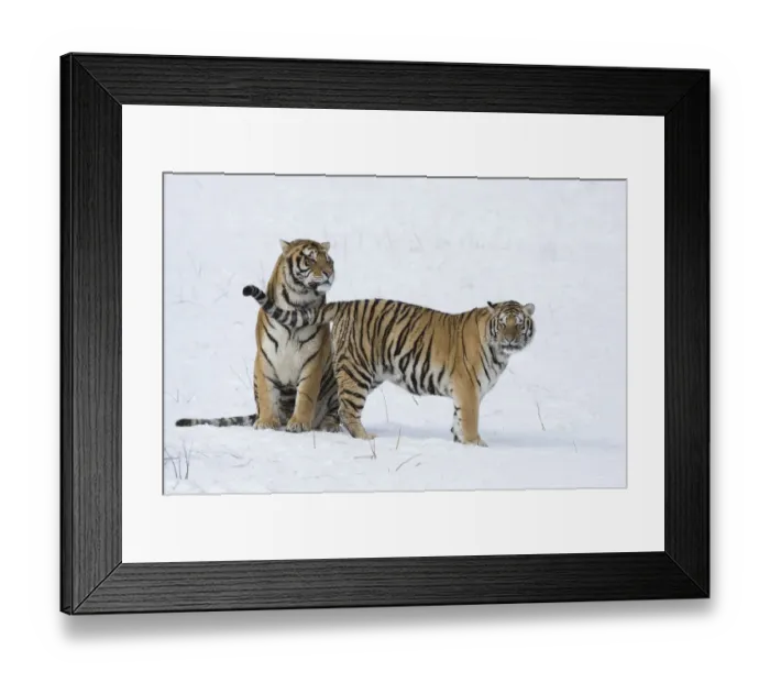 Framed Print : Amur  /  Siberian tiger (Panthera tigris altaica) pair in courtship, in snow. Captive in tiger park