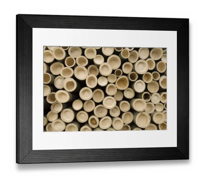Framed Print : Cut bamboo stems stacked in a pile, end on. Anhui Province, China Framed Print : Cut bamboo stems stacked in a pile, end on. Anhui Province, China