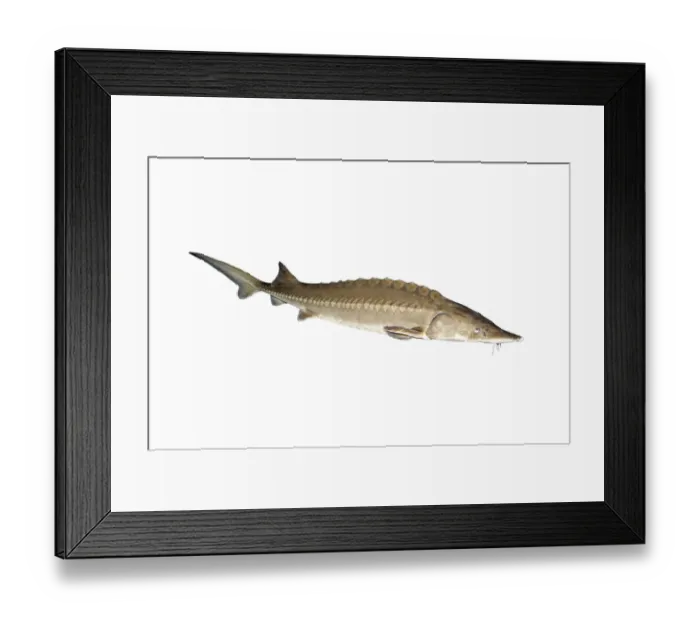 Framed Print : Chinese sturgeon (Acipenser sinensis), captive in aquarium Framed Print : Chinese sturgeon (Acipenser sinensis), captive in aquarium
