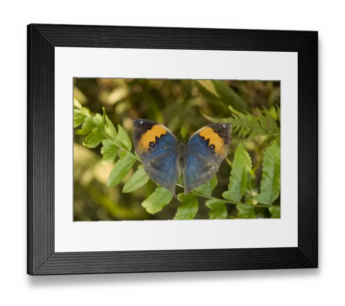 Framed Print : Orange oakleaf / Dead leaf butterfly (Kallima inachus) resting on fern frond Framed Print : Orange oakleaf / Dead leaf butterfly (Kallima inachus) resting on fern frond