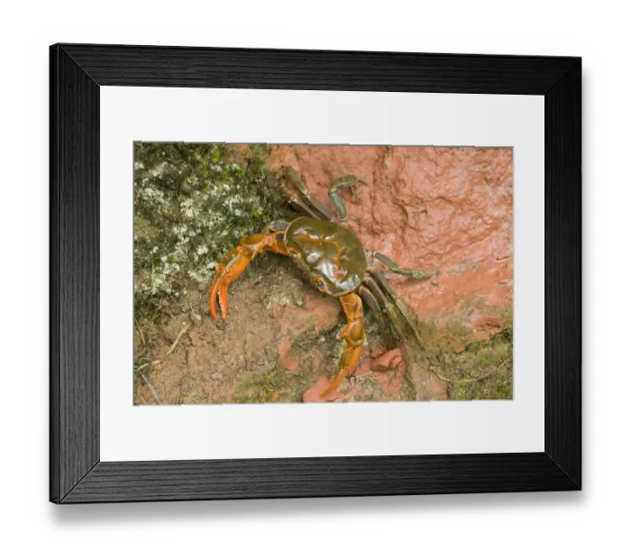 Framed Print : Land crab crawling on red sandstone after overnight storm. Shunan Zhuhai National Park Framed Print : Land crab crawling on red sandstone after overnight storm. Shunan Zhuhai National Park