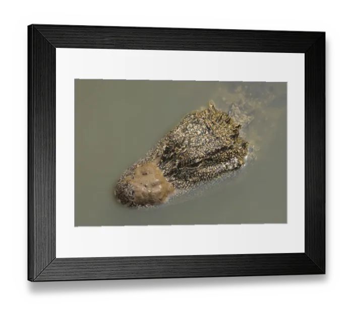 Framed Print : Chinese alligator (Alligator sinensis) with muddy snou in Yangtze. Breeding programme Framed Print : Chinese alligator (Alligator sinensis) with muddy snou in Yangtze. Breeding programme