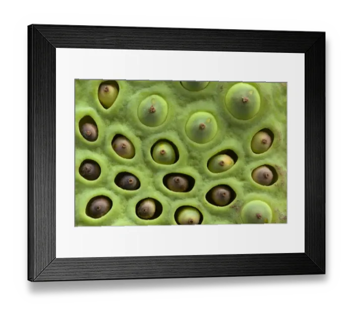 Framed Print : Sacred lotus (Nelumbo nucifera) seeds embedded in pits in fleshy receptacle. Seeds Framed Print : Sacred lotus (Nelumbo nucifera) seeds embedded in pits in fleshy receptacle. Seeds