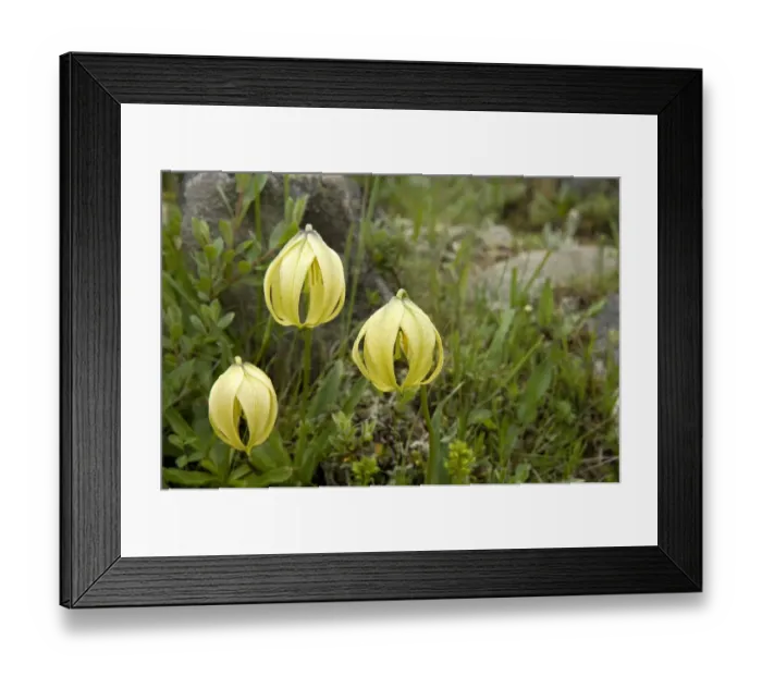 Framed Print : Lily (Lilium lophophorum) flowers. Tepals fused at tips to protects floral parts Framed Print : Lily (Lilium lophophorum) flowers. Tepals fused at tips to protects floral parts