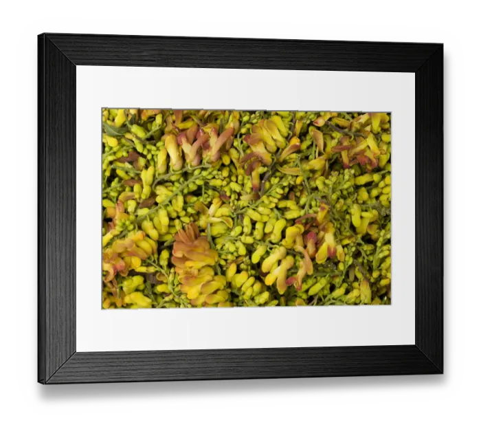 Framed Print : Bird flower (Polygala arillata) for sale as food, Tengchong market, Yunnan Province, China Framed Print : Bird flower (Polygala arillata) for sale as food, Tengchong market, Yunnan Province, China