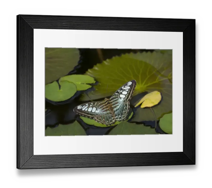 Framed Print : Clipper butterfly (Parthenos sylvia) resting on Water lily (Nymphaceae) pad. Butterfly house Framed Print : Clipper butterfly (Parthenos sylvia) resting on Water lily (Nymphaceae) pad. Butterfly house