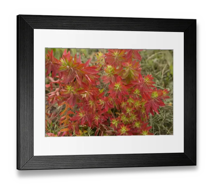 Framed Print : Euphorbia (Euphorbia jolkinii) leaves turning red in autumn. Napa Hai, Shangri-la Framed Print : Euphorbia (Euphorbia jolkinii) leaves turning red in autumn. Napa Hai, Shangri-la