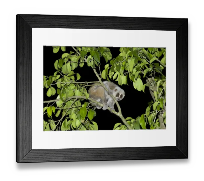 Framed Print : Pygmy slow loris (Nycticebus pygmaeus) in tree at night. Xishuangbanna, Yunnan Province, China Framed Print : Pygmy slow loris (Nycticebus pygmaeus) in tree at night. Xishuangbanna, Yunnan Province, China