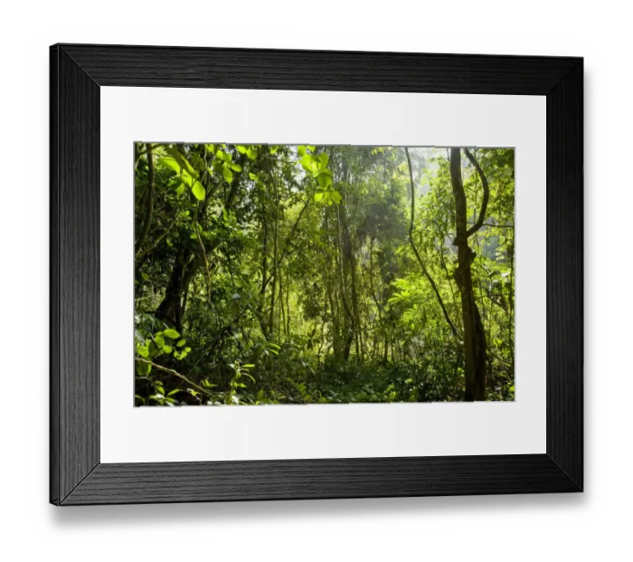 Framed Print : Shrubs, trees and lianas in tropical rainforest. Xishuangbanna, Yunnan Province, China Framed Print : Shrubs, trees and lianas in tropical rainforest. Xishuangbanna, Yunnan Province, China