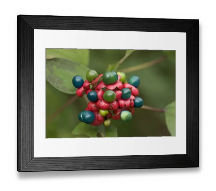 Framed Print : China glory flower (Clerodendrum bungei) fruits above red calyxes. Eaten and spread by birds Framed Print : China glory flower (Clerodendrum bungei) fruits above red calyxes. Eaten and spread by birds