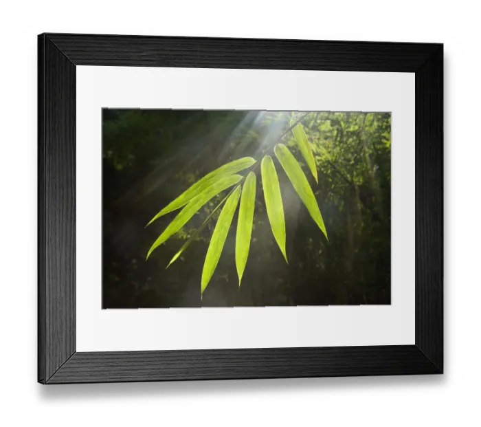 Framed Print : Sunbeams shining through Bamboo (Bambusidae) leaves. Shunan Zhuhai National Park, Sichuan Province Framed Print : Sunbeams shining through Bamboo (Bambusidae) leaves. Shunan Zhuhai National Park, Sichuan Province