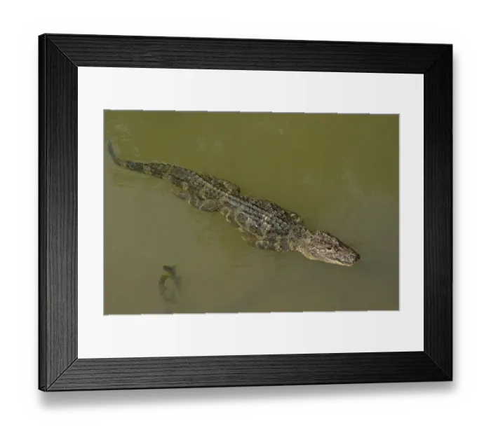 Framed Print : Chinese alligator (Alligator sinensis) swimming in Yangtze, streamline with legs pressed Framed Print : Chinese alligator (Alligator sinensis) swimming in Yangtze, streamline with legs pressed