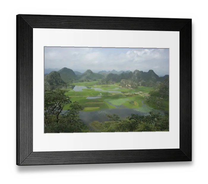 Framed Print : Wetland with areas of rice and Sacred lotus (Nelumbo nucifera) surrounded by peaks